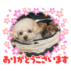 mayuubu