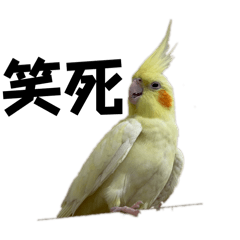 可愛玄鳳