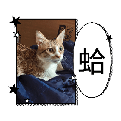 貓貓神力