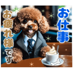 A fun working toy poodle