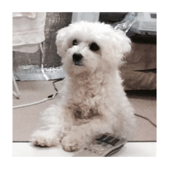 Reo pon! lovely dog!