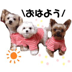 3dogdogdog2