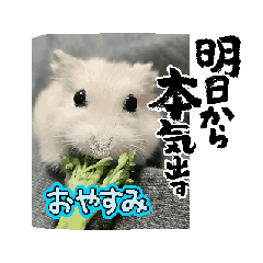 hana_20250224143804