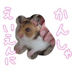 hamukin_20250224163822