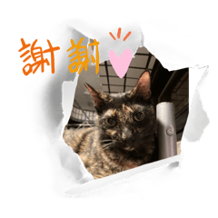 我的喵2022