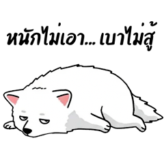 CrispMint Spitz - Work? Nah... Nap!2