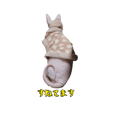 mao_20250224202112