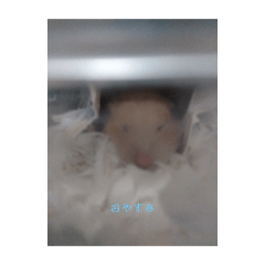 suzu_20250224203101
