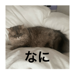 nyaaaaai