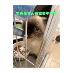yuina_20250224204359