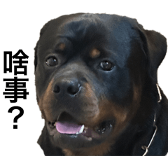 Rottweiler大饅頭5.0