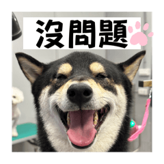 黑柴柴肉粽