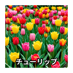 ryu_20250224130119