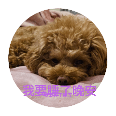 可愛的FiFi 是小豬