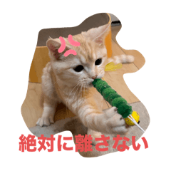 misa_20250224211207