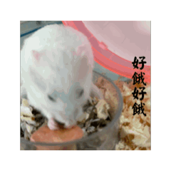貪吃的勞鼠