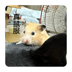 勞鼠人生