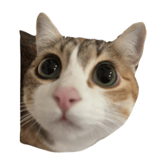 nina_20250224212422