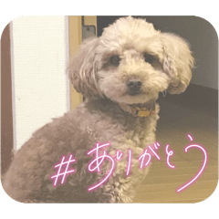 hachi_20250224223305
