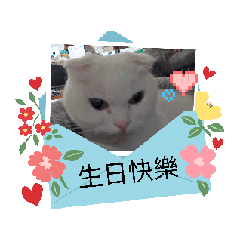 貓貓神力3