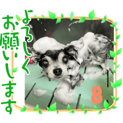 hachi LOVE