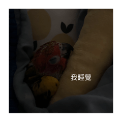 啾啾啾的日常