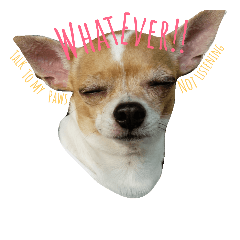 Miss Janko : Being fabulous Chihuahua
