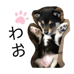 Maimai_20250225102922