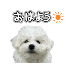 ビションフリーゼのぱるくん
