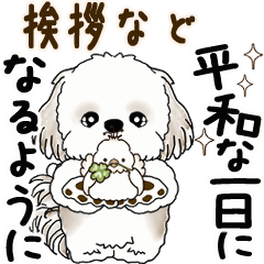 Moving Shih tzu 2025 (Greetings etc.)
