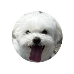 泡菜寶寶的快樂生活