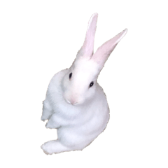 王麻吉寶寶