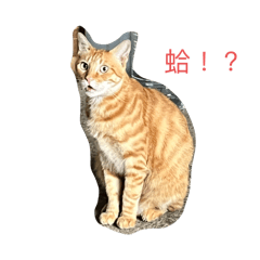 *ㄚ喵*