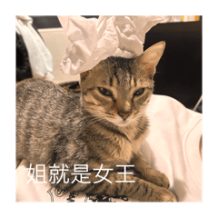 張11 （1）