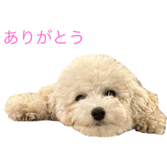 Komugi_toypoo_sticker