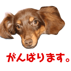 Momo_20250225190732