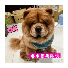 胖dog今天想…