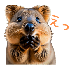 Happy Animal_Quokka Wallaby31