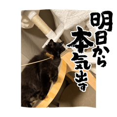 hirolilyCat_20250225231245