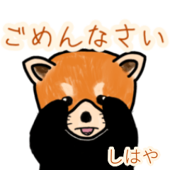 Shihaya's lesser panda