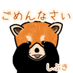 Shibuki's lesser panda