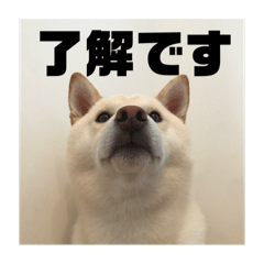 hakuryu 1