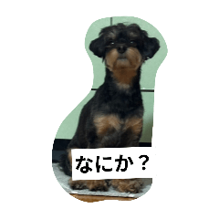 tomo_20250225222749