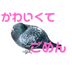 popop_20250226015928