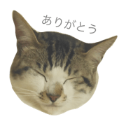 Pretty Cat "HUU"