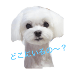 kayo_20250226074635