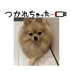 kotora.koume.komugi