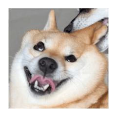 豆柴あさのんスタンプ　ステッカーver.