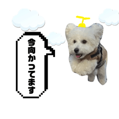 choco_20250225232857