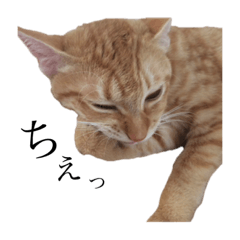 kalon sticker (my cat)